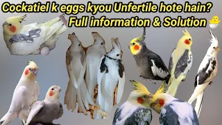 Cockatiel k eggs kyou Unfertile hote hain? Full information & Solution🐣