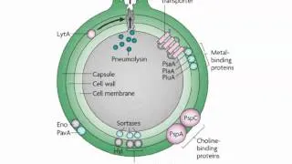 Bio153 Module Lecture 2012 on Invasive Bacterial Infections