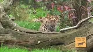 Endangered Amur Leopard Cubs Make Public Debut