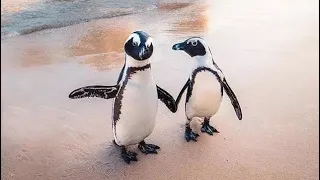 South Africa- Cape Town, Simonstown & Boulder Beach Penguins