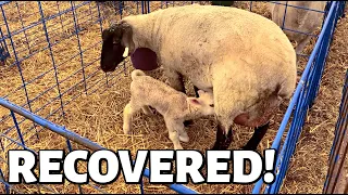 UNBELIEVABLE!! (My SWOLLEN HEADED lamb made a full recovery, and my BLIND EWE LAMBED!):  Vlog 316