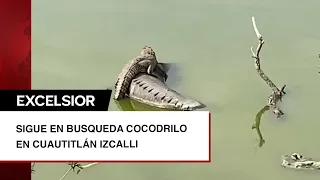 Sigue búsqueda de cocodrilo en Cuautitlán Izcalli; trampa no funcionó