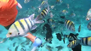 Fisfeeding Dugong Bay Marsa Mubarak Marsa Alam Port Ghalib