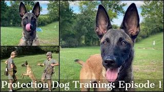 Teaching My Son To Train Protection Dogs Episode 1 | Malinois & Dutch Shepherd