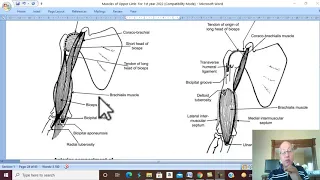 Musculo-skeletal Module I in Arabic 15 ( Muscles of Front of the Arm  ) , by Dr. Wahdan 2022