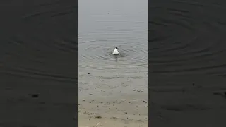 В апрельский день счастливая чайка умывалась плескаясь водой с удовольствием на речке