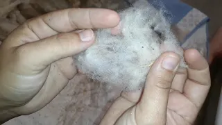 How I hand pick high vm wool to get it clean -- Tunis