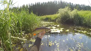 Голавль на муху. Лето. Иван-чай. Земляника. Рыбалка на малой реке. Summer. Fly fishing for chub..