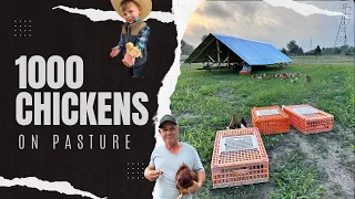 How we raised 1000 Chickens on Pasture