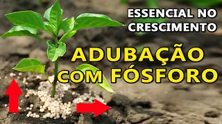 Não Esqueça da Adubação com Fósforo para o Crescimento das Plantas