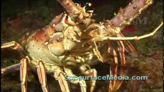 Stock Footage;  Big Florida Spiny Lobster Close Up