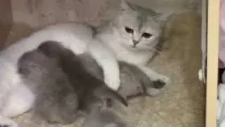 Британские котята и мама-кошка. Funny kittens.