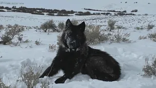 Colorado rancher wants solutions to wolf depredations