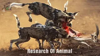 Wild Dogs   even leopards and buffaloes fear   Dogs in action against lions, hyenas and antelopes!