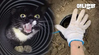 지름 15cm 통 속에 갇힌 아기 고양이.. 그 곁에는ㅣ Kitten Stuck In A Pipe Gave Up Life..