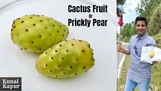 Cactus Fruit, नागफनी Prickly Pear How to cut & Eat | कैक्टस कैसे काटते खाते हैं Kunal Kapur Recipes