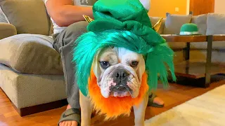 CUTE Bulldog Dressed Up as a LEPRECHAUN! Funny Dog REACTS