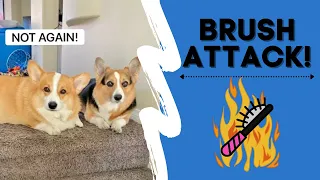 Talking corgis set dog brush on FIRE! #shorts #corgi