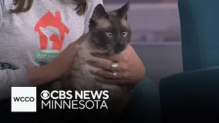 Mog the cat was passed over after feline leukemia diagnosis
