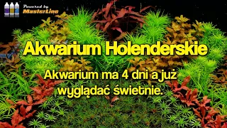 AKWARIUM HOLENDERSKIE w pięknym układzie Roślin Akwariowych