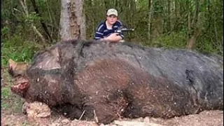 Feral Hog Hunting at Its Core!!