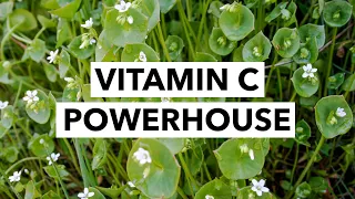Wild Edibles with Sergei Boutenko: Miner’s Lettuce–Claytonia Perfoliate | Vitamin C Powerhouse