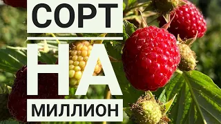 Полька эмес ПОЛАНА МАЛИНА сын бизнес кылган ага ини. Ыссык-Кол, Талды-Суу.