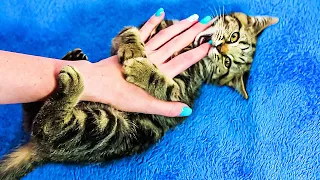 Real Meaning Why Your Cat Bites Your Hand