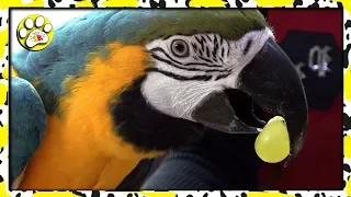 The WHOLE TRUETH about CIRCUS MACAW PARROT