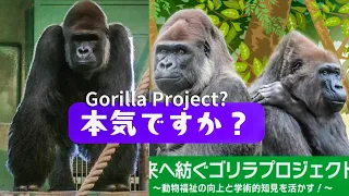 Is Chiba Zoo finally serious about animal welfare of Monta & Rola?｜Gorillas｜ゴリラ｜千葉市動物公園｜S2E36