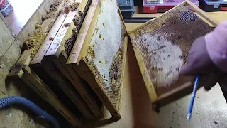 Какую сушь ставить весной,Пчеловодство 2020,Bee sushiBEEKEEPING