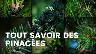 TOUT SAVOIR SUR LES PINACÉES : famille des Pins, Sapins, Mélèzes & Épicéas