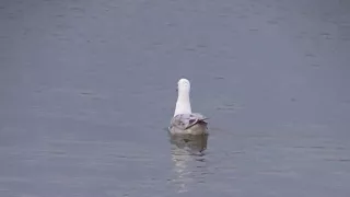 Birding in Spain