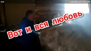 Откуда берутся телята или Как осеменяют корову.