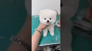 Tik Tok Chó Phốc Sóc Mini 😍 Funny and Cute Pomeranian 😍 OMG So Cute Dog ♥ Best Funny Cute dog #short