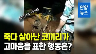 우물에 빠졌던 코끼리가 구출되자 한 행동은 / 연합뉴스 (Yonhapnews)