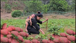 Harvesting Red Potatoes - Going to the Market to Sell || the life of a 17 year old single mother