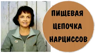 Пищевая цепочка нарциссов * Как нарциссы забирают энергию и силы