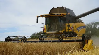 Grain harvest | New Holland CX8.80