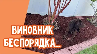 Уборка в саду.. Розы от сестры..Примерка обуви…Дешево - Сердито ‼️