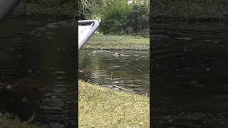 Agressive Nilgans jagt immer wieder die Entenküken und töten auch Ebertpark Ludwigshafen am Rhein 😡