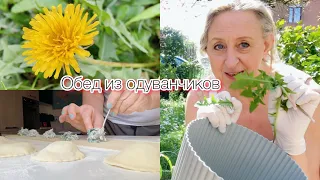 Деликатесы из одуванчиков☀️где ты было солнце мое?опять не удержалась@zvezdamojaludi