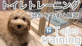 【犬しつけ】犬トイレトレーニング方法！分かりやすく解説！やって良い事ダメな事お伝えします！