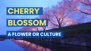 Cherry Blossom - Part of Japanese culture