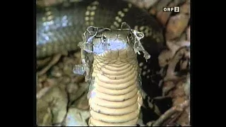 Ein Schatten im Dschungel - Die Königskobra