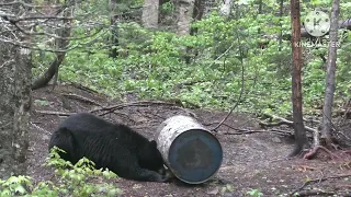 10 KILL SHOTS BEAR COMPILATION