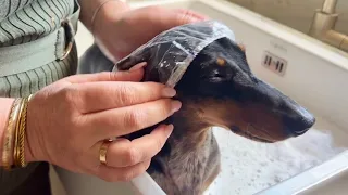 MINI DACHSHUND IS LIKE IN HEAVEN