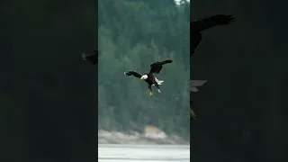 A Eagle catching a fish!