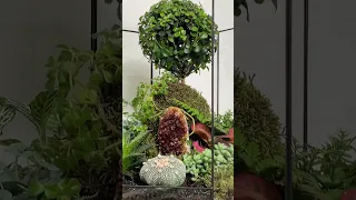 Концептуальный флорариум «Сад Души» с мирсиной в кокедама и камнем цитрин🌱Стоимость 35 тыс