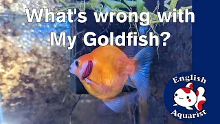 Goldfish with Curled Gills/Folded Gills